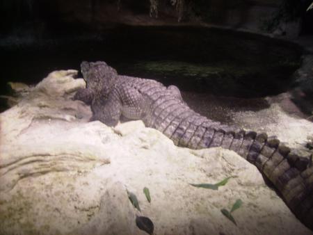 un crocrodile... si si un crocrodile!! jdis ce que je veux!!
